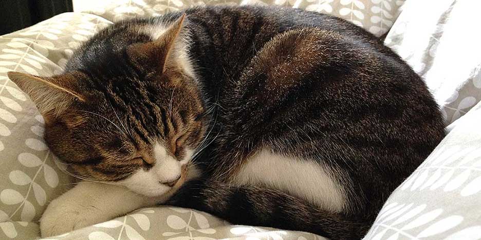 Boggins sleeping. Cat sitting Sheffield.